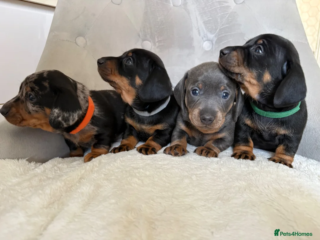 Miniature Dachshund dogs for sale: Miniature Dachshund - Advert 2