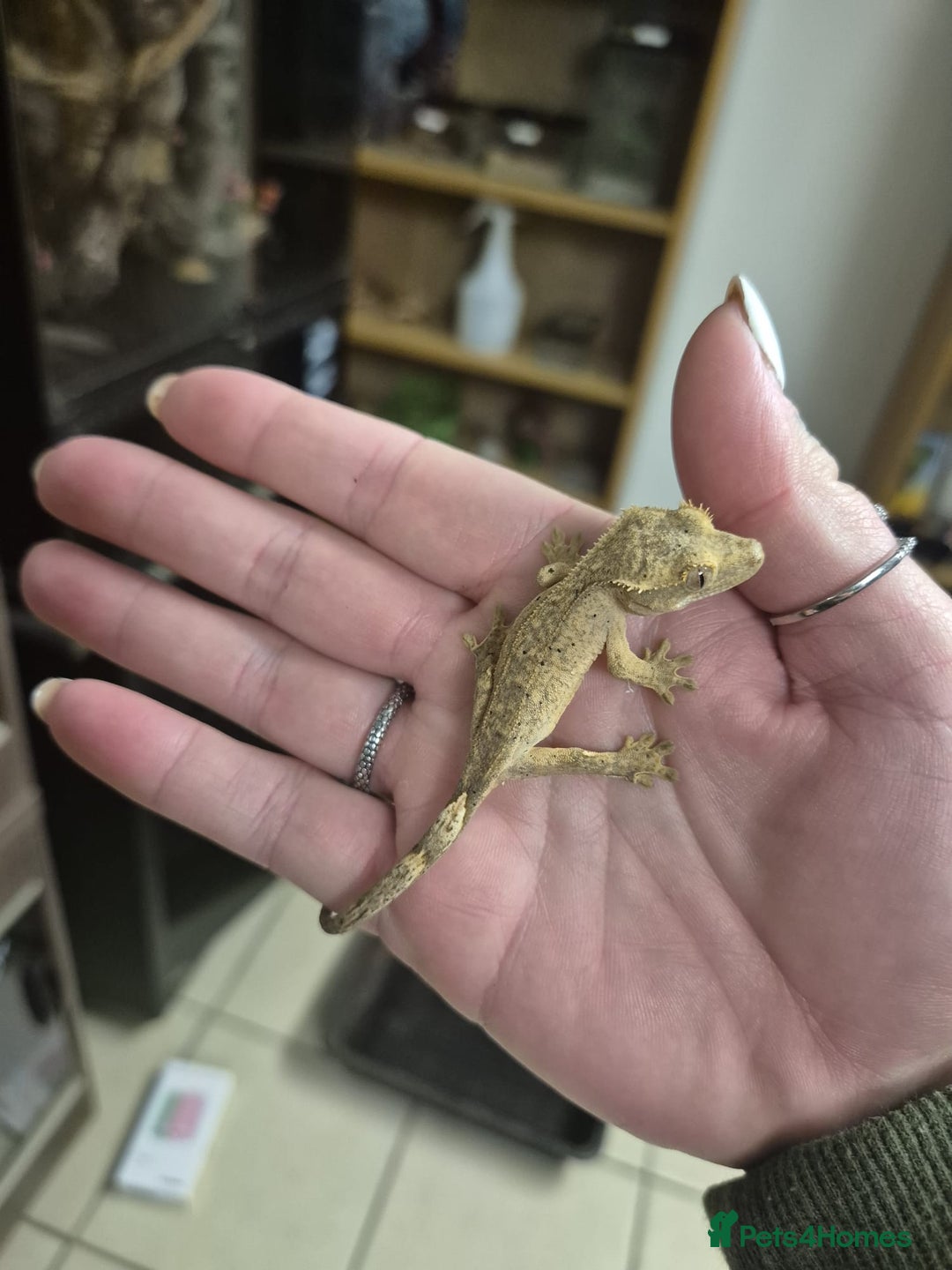 Gecko reptiles for sale: Leopard and crested geckos - Image 6