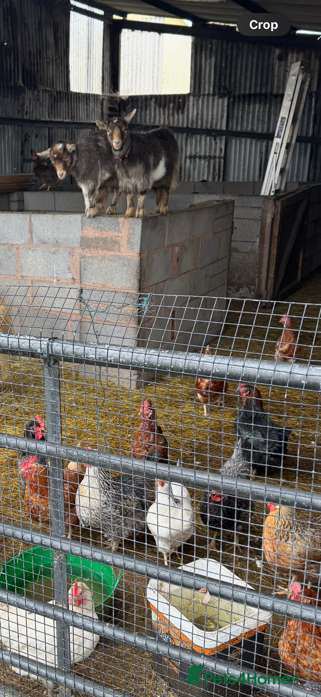 Goats livestock for sale: Hornless Pygmy goats  - Advert 2