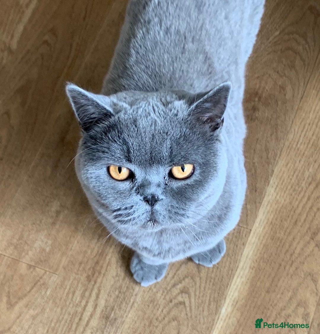 British Shorthair cats for sale: British Shorthair - Reluctant Sale - Advert 3