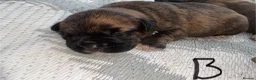 French Bulldog dogs for sale: Beautiful French Bulldog puppies - Advert 9