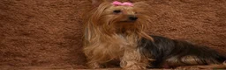 Yorkshire Terrier dogs for sale: True Mini Yorkie Puppies - Advert 16