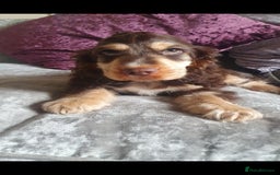 Cocker Spaniel dogs for stud: Chocolate Roan stud - Image 11