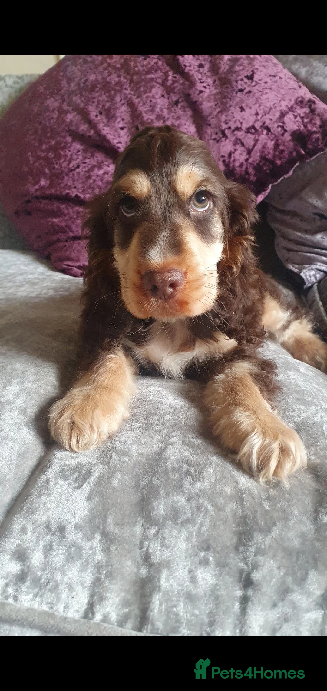 Cocker Spaniel dogs for stud: Show cocker Chocolate Roan stud - Advert 12