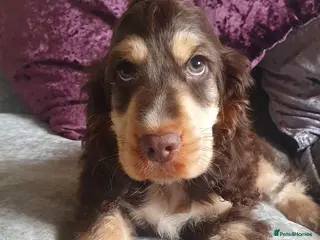Cocker Spaniel dogs Show cocker Chocolate Roan stud - Advert 1