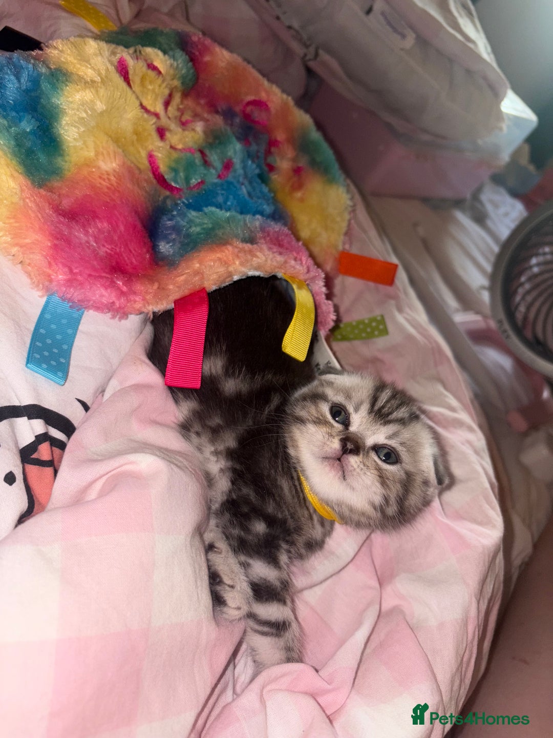 Scottish Fold cats for sale: Perfect Scottish fold x BSH kittens! - Image 9