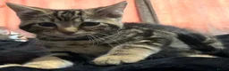 Mixed Breed cats for sale: maine coon x british short hair - Advert 2