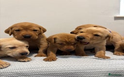 Labrador Retriever dogs for sale: Beautiful fox red puppies  - Image 4