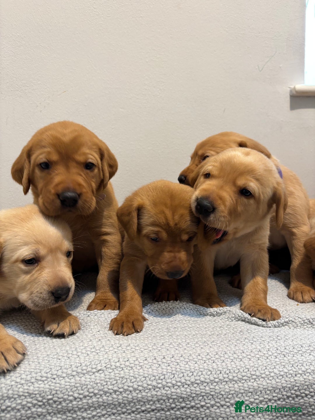 Labrador Retriever dogs for sale: Beautiful fox red puppies  - Image 4