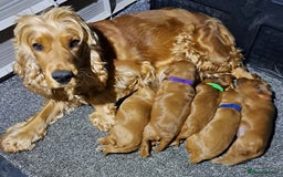 Cockapoo dogs for sale: Toy cockerpoo fox red puppy - Image 1