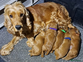 Cockapoo dogs F1 Toy fox red cockerpoos ready to leave 23rd Dec! - Advert 5