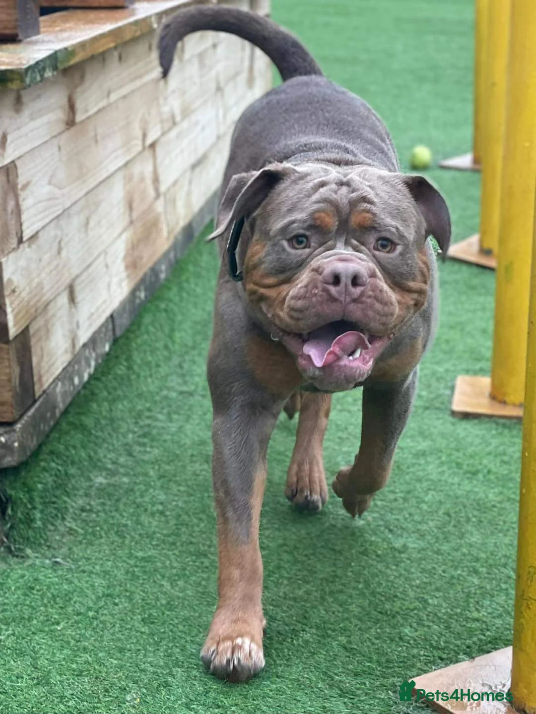 Olde English Bulldogge dogs for stud: Olde English Bulldogge for Stud - Winston in Thetford - Advert 18