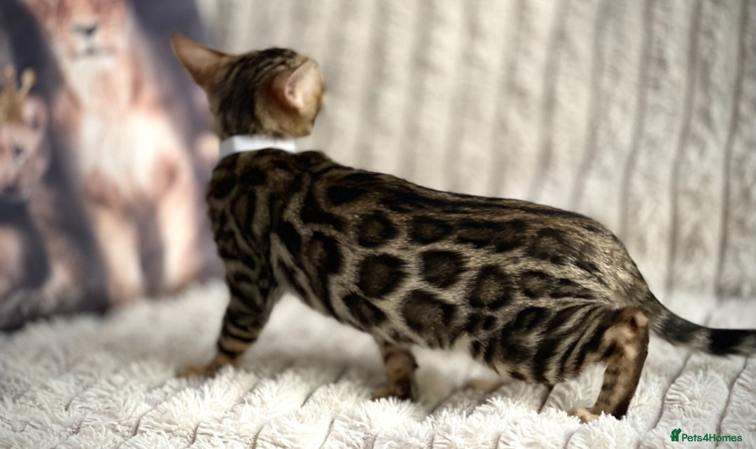 Bengal cats for sale: STUNNING TICA REGISTERED FEMALE PET/BREEDER. X - Image 4