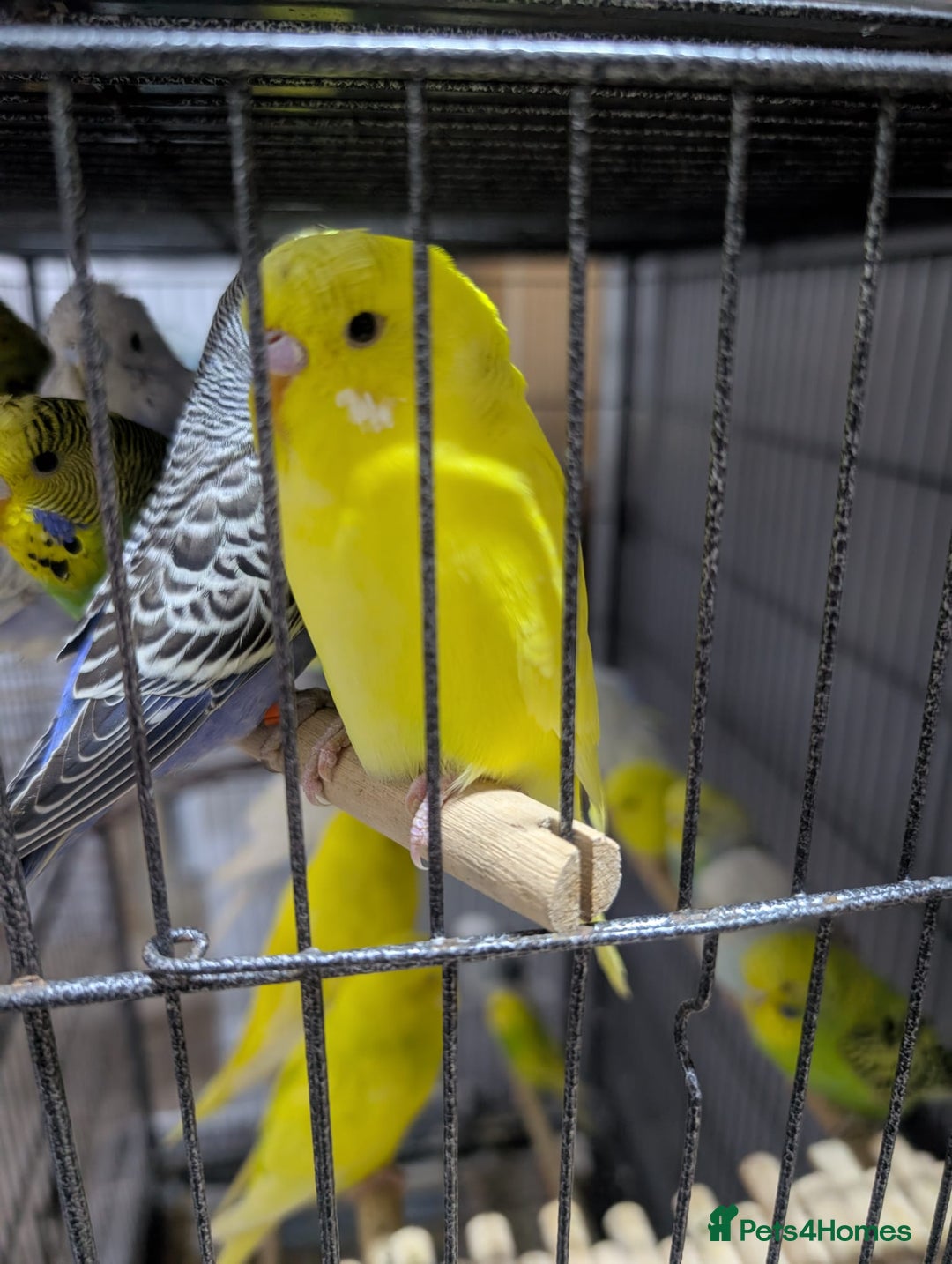 Budgerigars birds for sale: All Colours in Budgies - Image 9