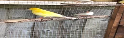 Canaries birds for sale: Young Canaries for sale - Advert 2