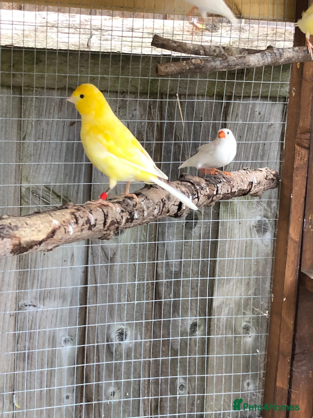 Canaries birds for sale: Young Canaries for sale - Advert 2