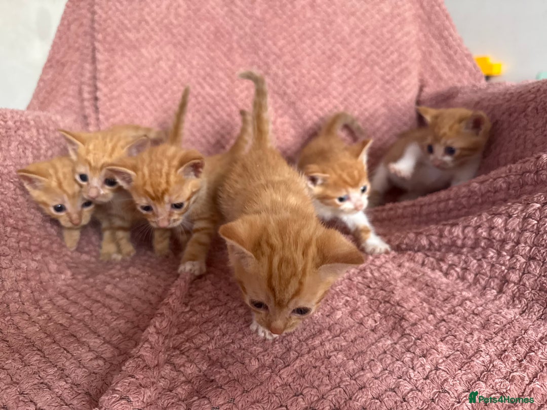 Mixed Breed cats for sale: Ginger kittens for sale - Image 11