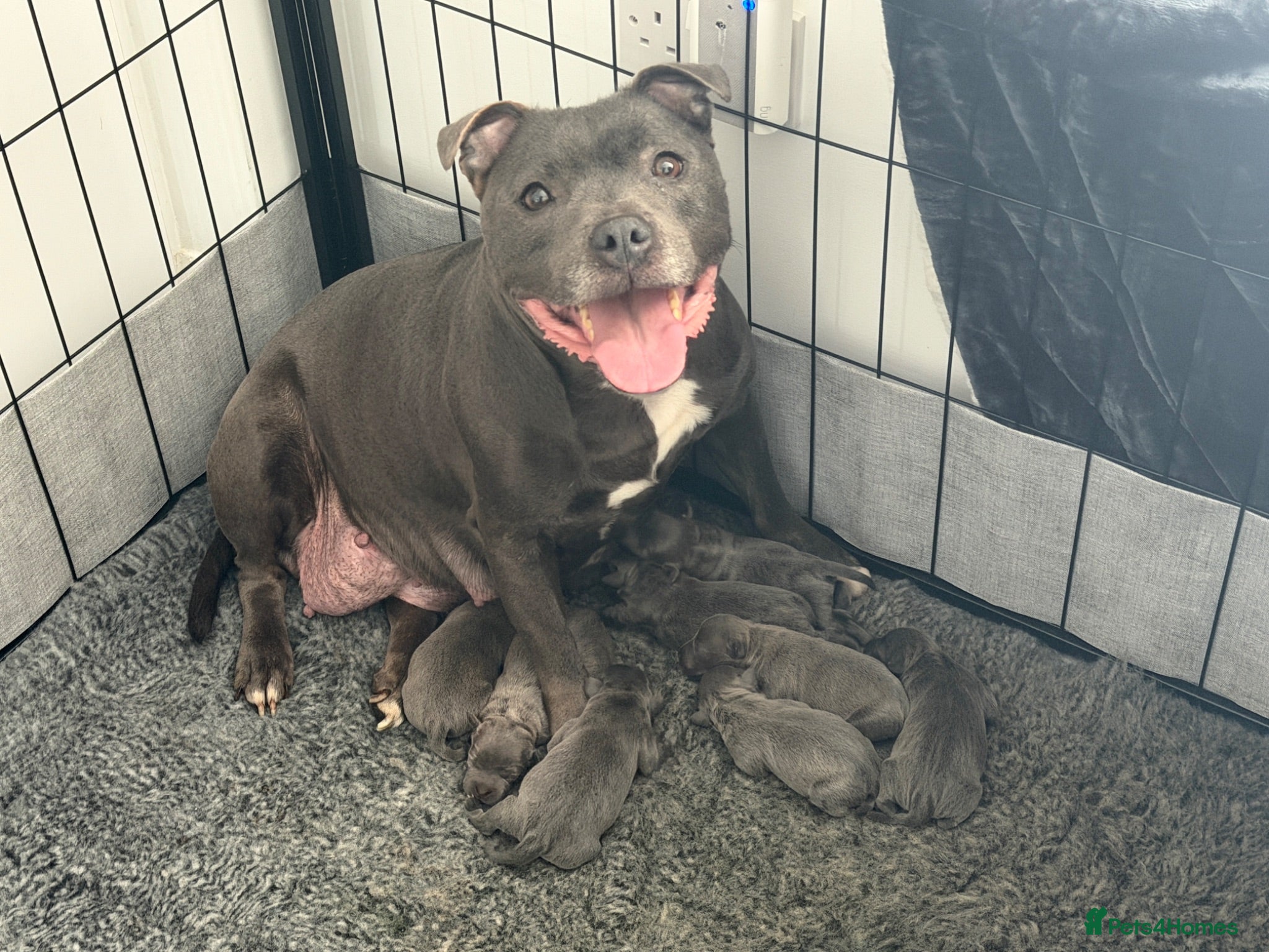 Staffordshire Bull Terrier dogs Blue Staffordshire Bull Terrier Puppies - Advert 1