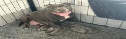 Staffordshire Bull Terrier dogs for sale: Blue Staffordshire Bull Terrier Puppies - Advert 1