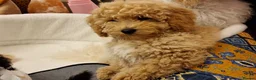 Toy Poodle dogs for stud: *STUD* Gorgeous KC Registered Toy Poodle in Manchester - Advert 27