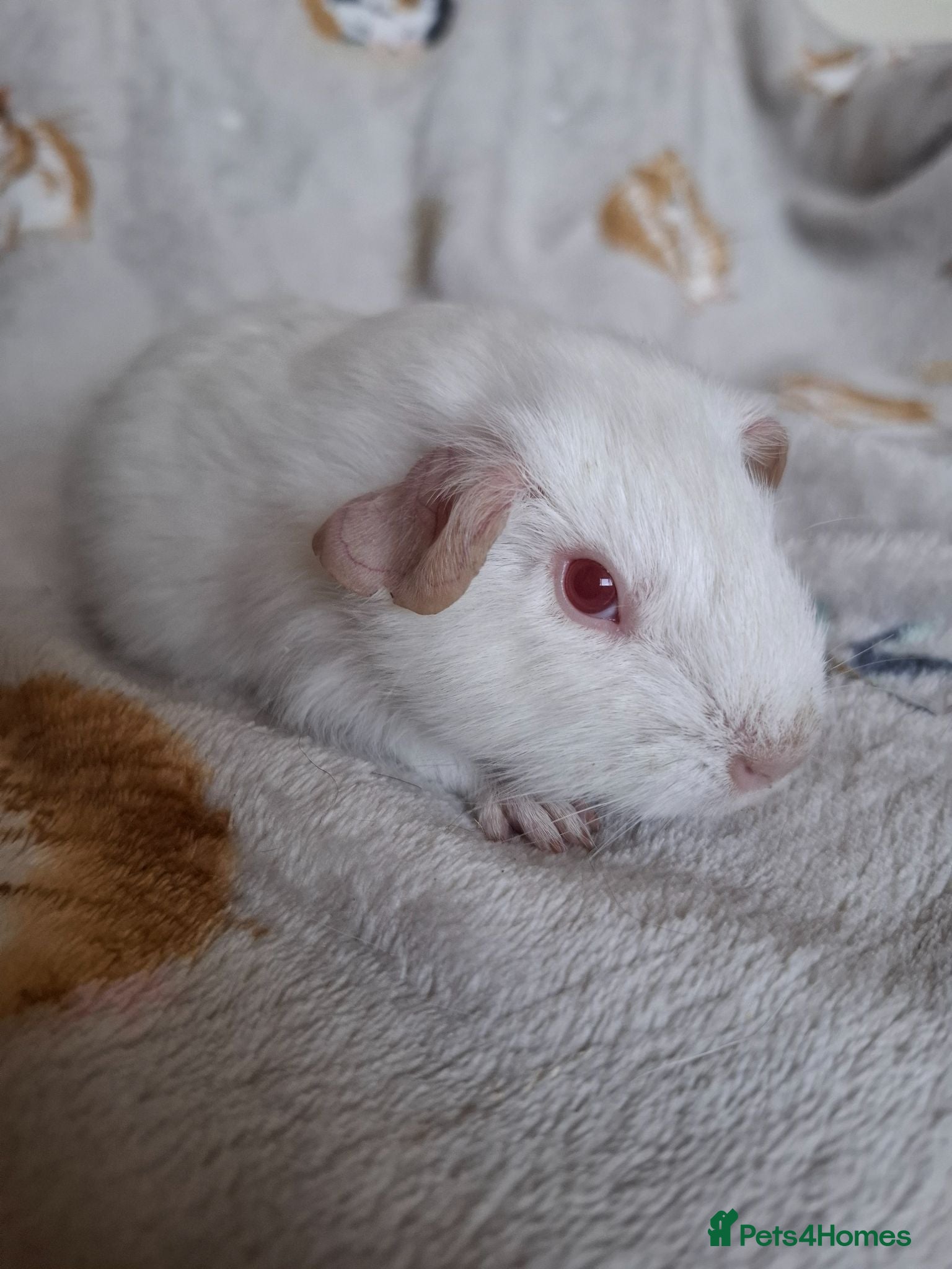 Guinea Pig rodents PEW (Pink eyed white) smooth baby girl Guinea pig - Advert 2