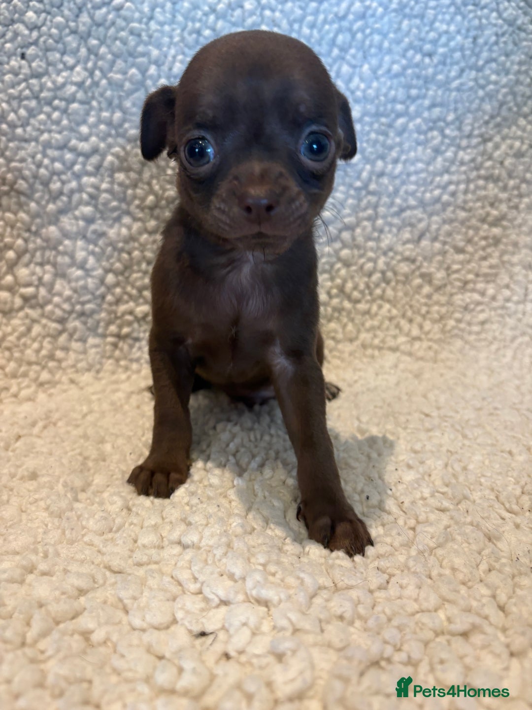 Chihuahua dogs for sale: CHIHUWAHUA PUPPIES. SMOOTH COAT. KC REG. - Image 2