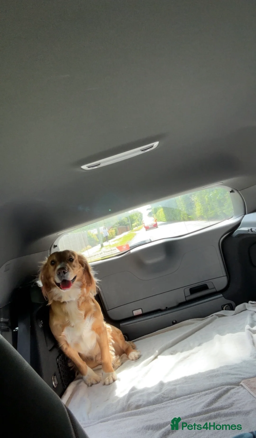 Cocker Spaniel dogs for stud: Golden Cocker Spaniel Stud - Advert 3