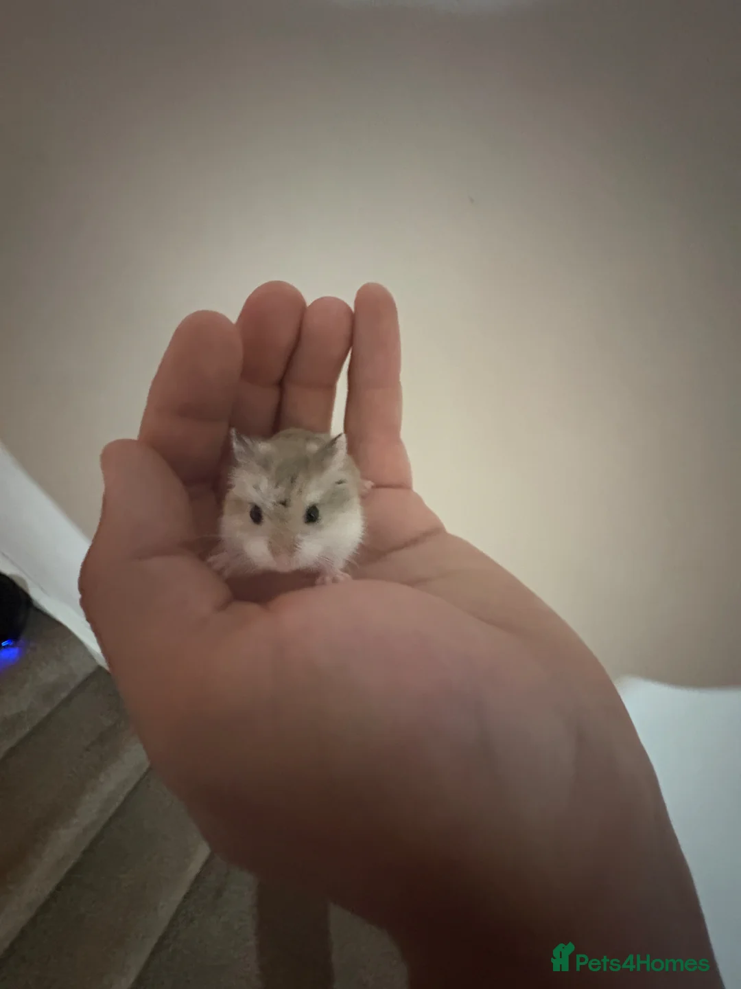 Hamster rodents for sale: 🐹5 Russian dwarf hamsters🐹 in Launceston - Advert 1