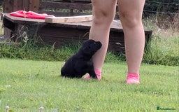 Labrador Retriever dogs for sale: Fifth generation pedigree pups  - Image 6