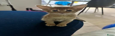 Abyssinian 1