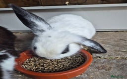 Mini Lop rabbits for sale: Mini Lop Mix  - Image 3