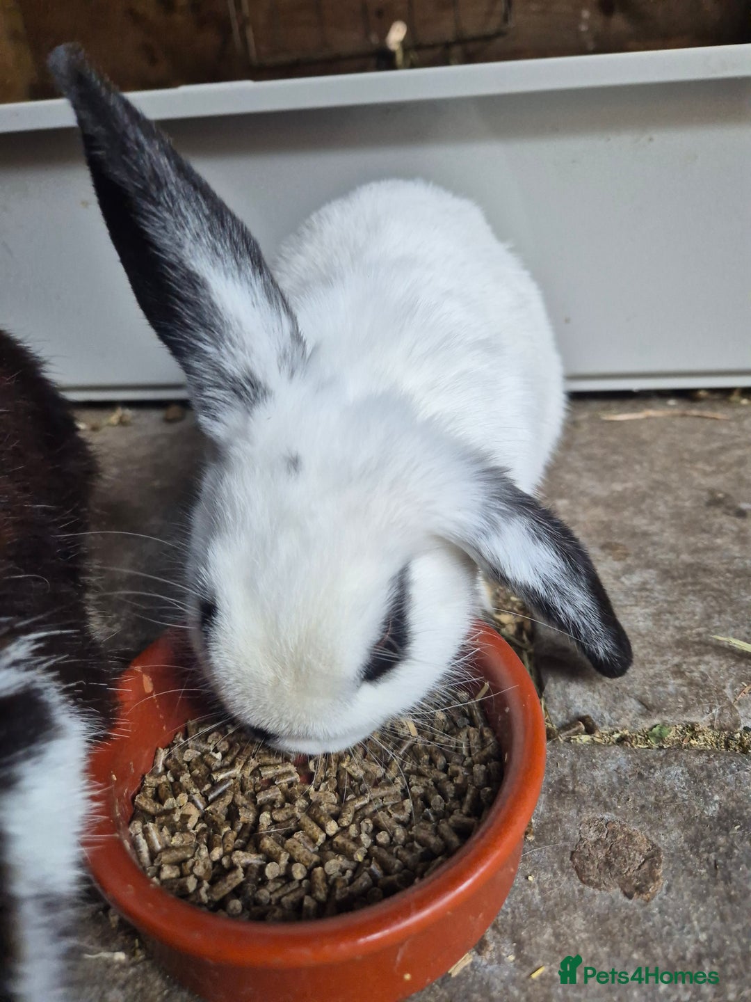 Mini Lop rabbits for sale: Mini Lop Mix  - Image 3