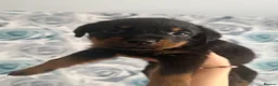 Mixed Breed dogs for sale: 9 Rottweiler catahoula bully puppies  - Advert 13
