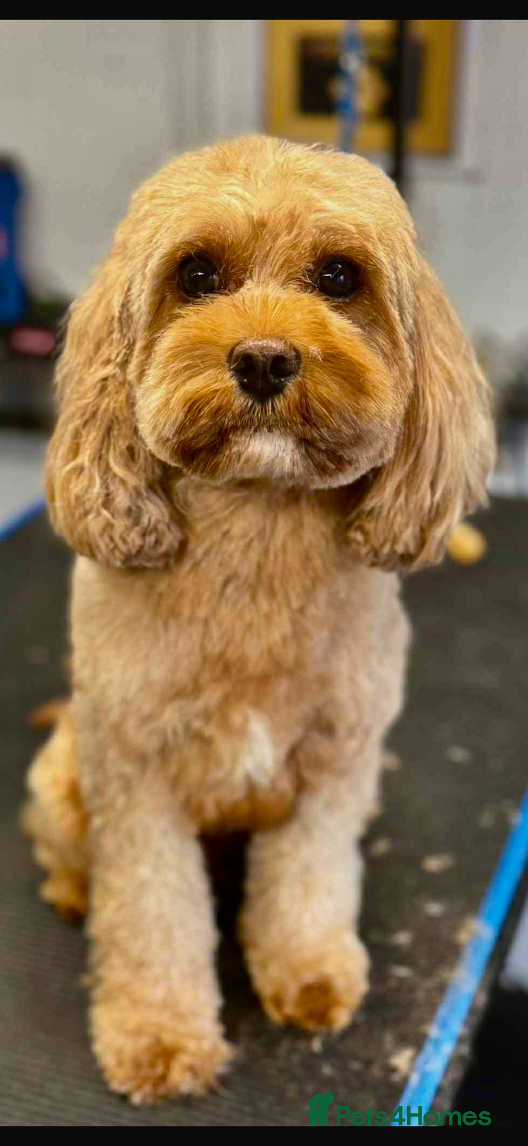 Cavapoo dogs for sale: Extensively health tested toy cavapoos red  - Advert 3