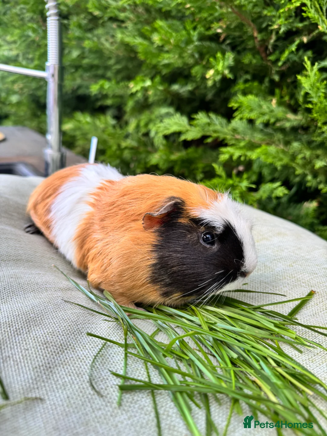 Guinea Pig rodents for sale: Male guinea pig  in Bristol - Advert 1