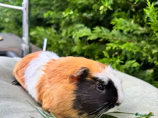 Guinea Pig rodents Male guinea pig - Advert 1