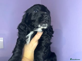 Cocker Spaniel dogs Working cocker spaniel puppies for sale - Advert 7