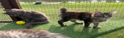 Maine Coon cats for sale: Maine Coon GCCF Registered - Advert 6