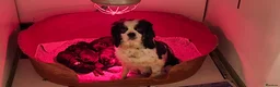 Cavapoo dogs for sale: Gorgeous f1 cavapoos  - Advert 9