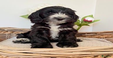 Australian Labradoodle dogs - Advert 5