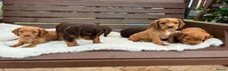 Cocker Spaniel dogs for sale:  🐾 KC Registered Cocker Spaniel Puppies - Advert 11