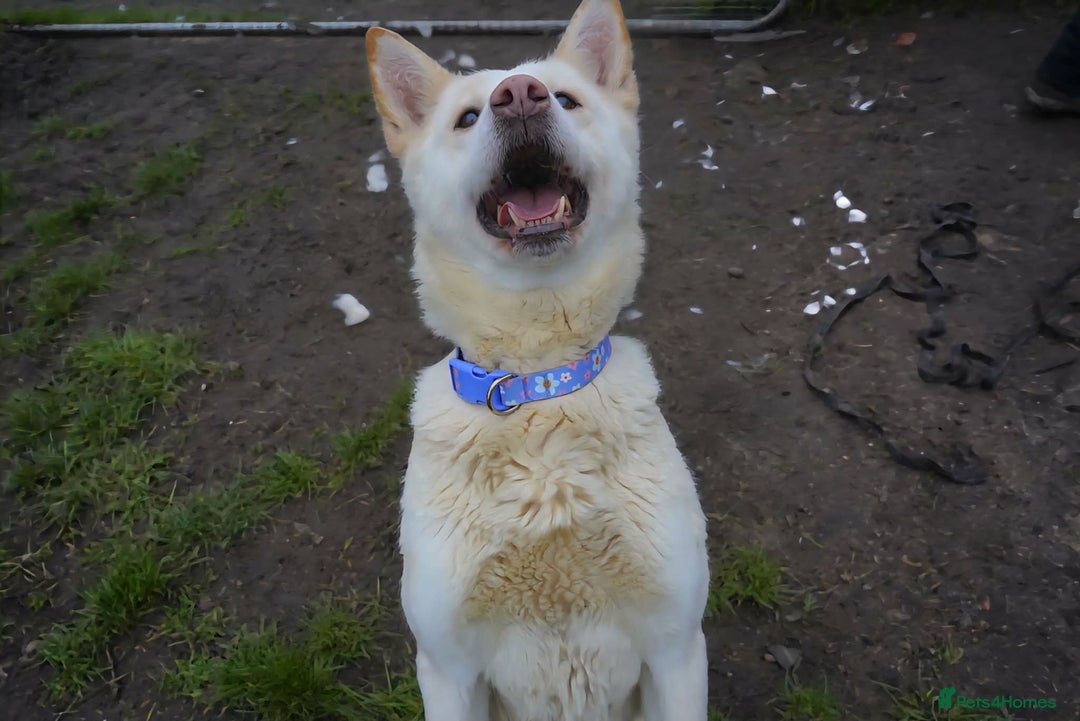 Akita dogs for adoption: Mitzi - Advert 5