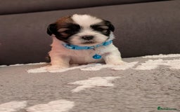 Lhasa Apso dogs for sale: 4 gorgeous Lhasa apso puppies  - Image 19