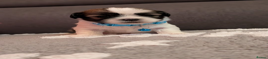 Lhasa Apso Puppy blue 🔵