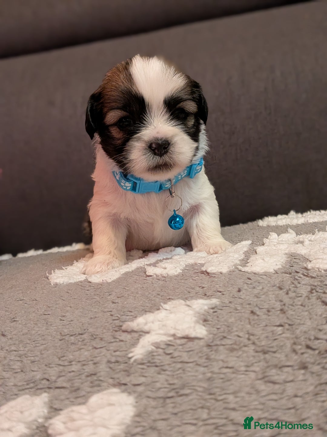 Lhasa Apso dogs for sale: 4 gorgeous Lhasa apso puppies  - Image 19