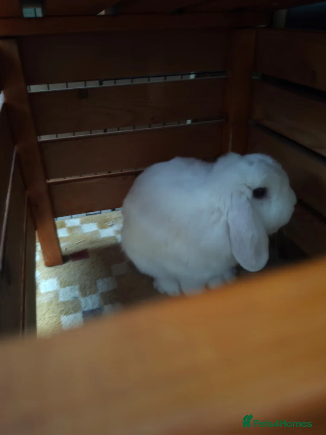 Mini Lop rabbits for sale: Finn the Rabbit, 5y old, looking for new home,  in Dunstable - Advert 2