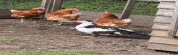 Chickens poultry for sale: Lots of chickens for sale hybrid & pure breed hens in Wimborne - Advert 8