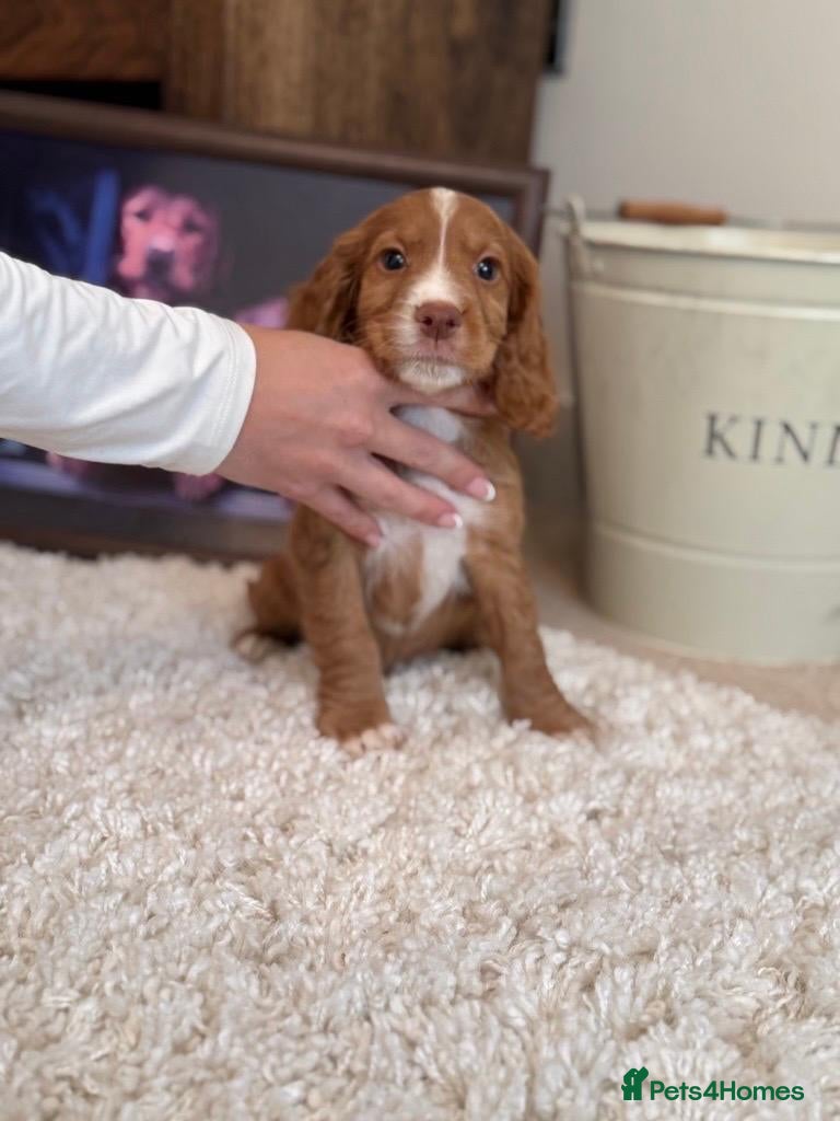 Cocker Spaniel dogs Ready Now, Cocker Spaniel Pups KC Reg, Field trial - Advert 15