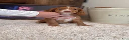 Cocker Spaniel dogs for sale: Ready Now, Cocker Spaniel Pups KC Reg, Field trial - Advert 1