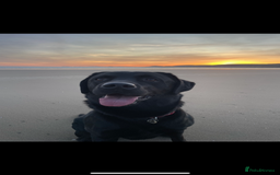 Labrador Retriever dogs for stud: Black Labrador Stud - Image 4
